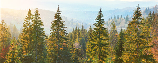Arbres dans une forêt