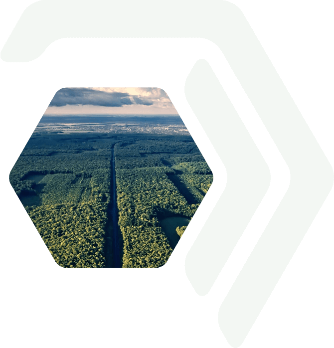 Rows of responsibly grown forest.